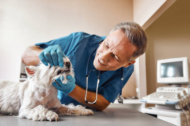 Best Emergency Wisdom Teeth Removal in Itasca, TX